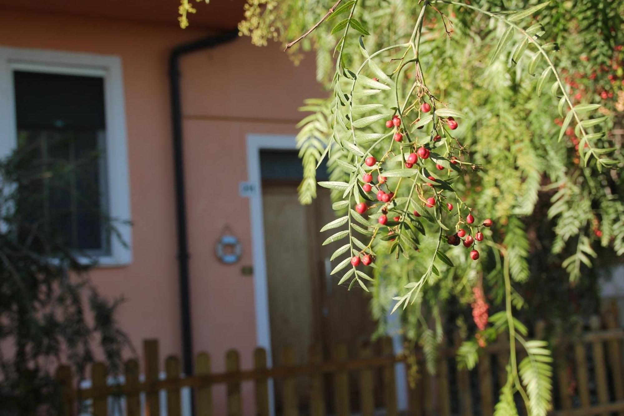 Pepe Rosa Bed and Breakfast Termoli Eksteriør billede